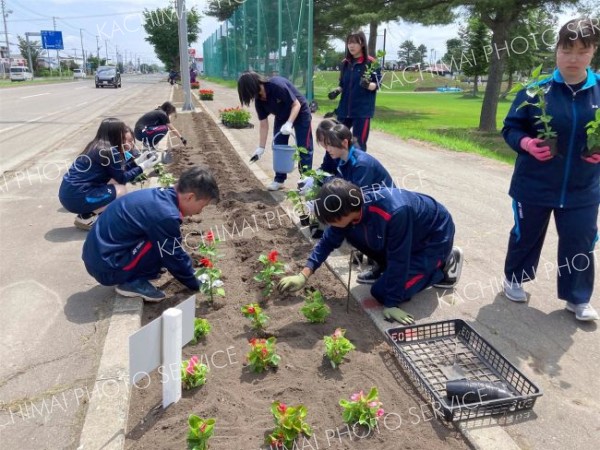国道３８号沿いの沿道に花苗を植える生徒たち