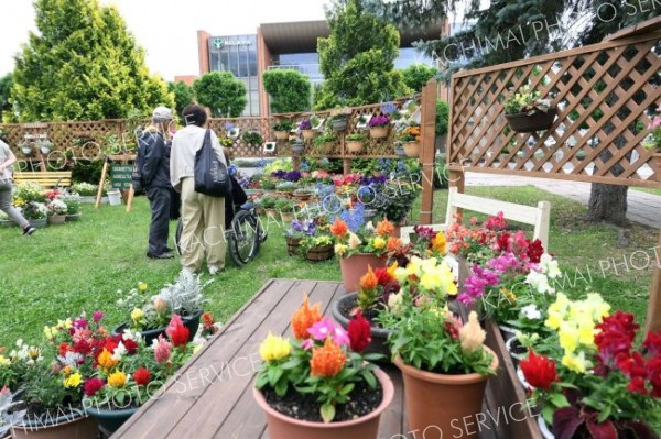 カラフルな寄せ植え並ぶ　「花コミ」開幕