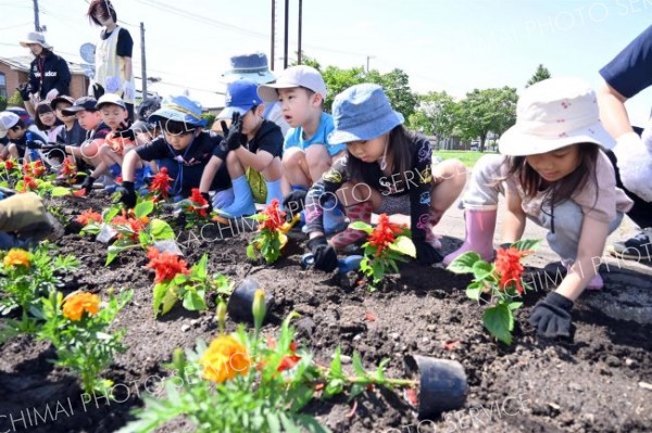 街路を花できれいに　園児ら植樹　帯広市フラワー通り整備事業