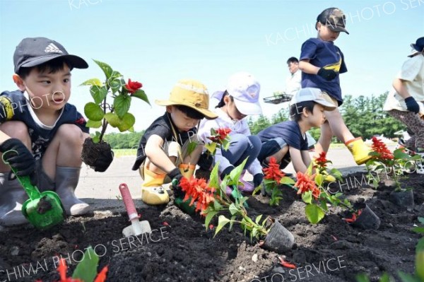 街路を花できれいに　園児ら植樹　帯広市フラワー通り整備事業 2