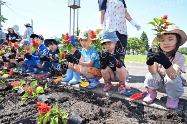 街路を花できれいに　園児ら植樹　帯広市フラワー通り整備事業 3