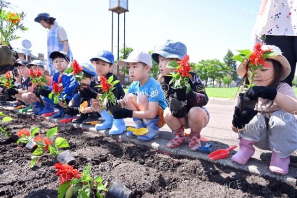 街路を花できれいに　園児ら植樹　帯広市フラワー通り整備事業 4