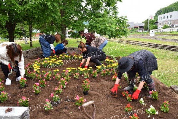 道の駅周辺を花で彩る　陸別町商工会が植栽