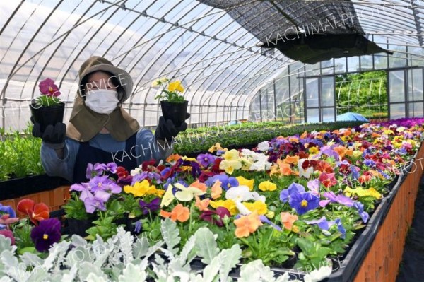 はちす園利用者が栽培した花苗今年も販売