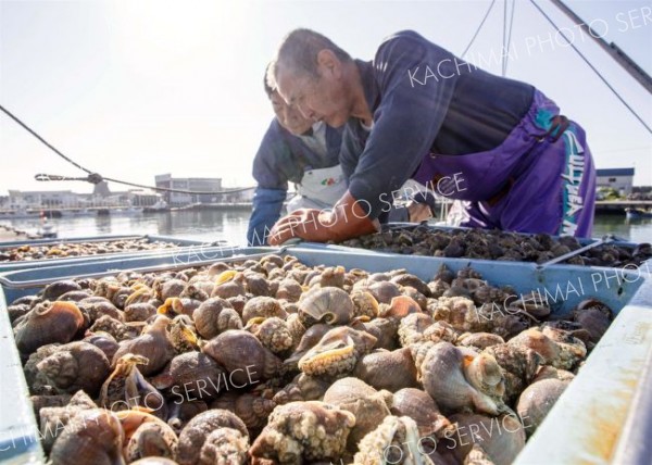 輝くエゾバイツブ　十勝港に今年初水揚げ