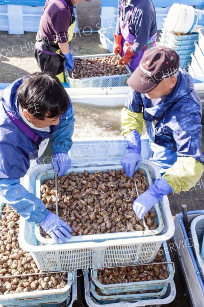 輝くエゾバイツブ　十勝港に今年初水揚げ 4