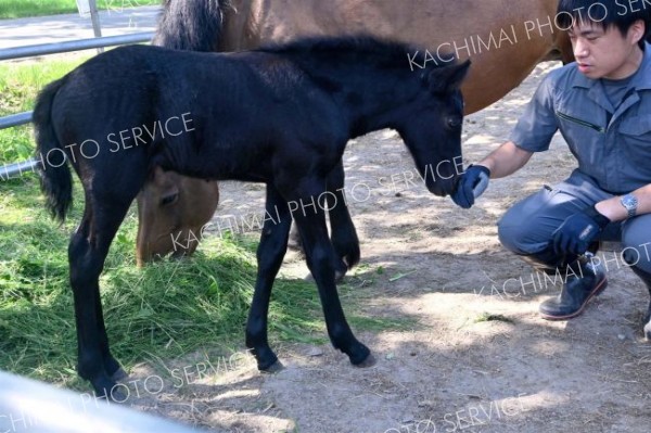 体外受精で生まれた子馬