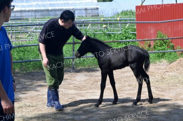 体外受精で生まれた子馬