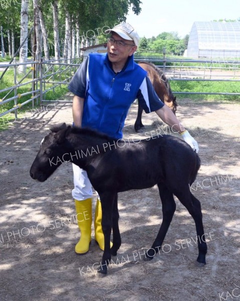 体外受精で生まれた子馬について説明する