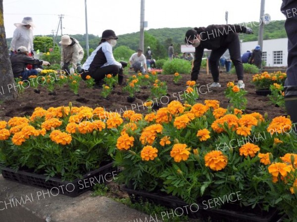 万年交差点の花壇整備　浦幌町コミュニティ運動推進協議会