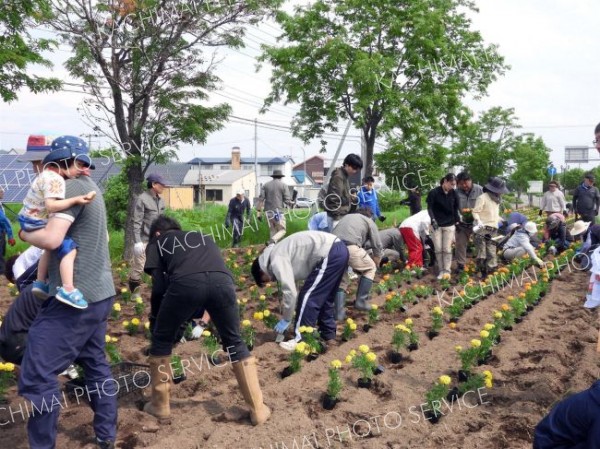 万年交差点の花壇整備　浦幌町コミュニティ運動推進協議会 2