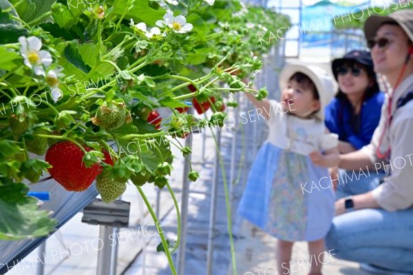 甘いイチゴににっこり　幕別いちご園でイチゴ狩りスタート