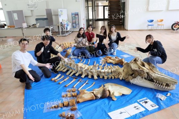 シャチの全身骨格の展示コーナー（長尾悦郎通信員撮影）