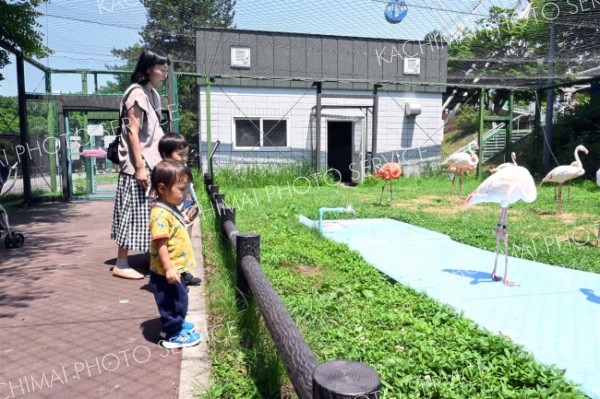 フラミンゴに見入る来園者ら