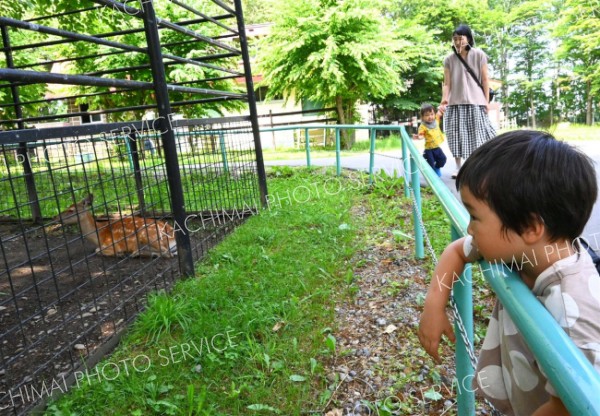 動物に見入る来場者