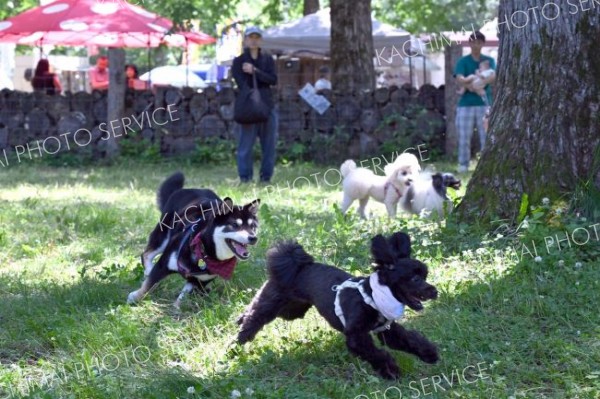 広々としたドッグランの中を駆け回る犬（２８日午前１０時時４５分ごろ。芽室町内の新嵐山スカイパークで。金野和彦撮影）