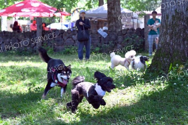 広々としたドッグランの中を駆け回る犬（２８日午前１０時時４５分ごろ。芽室町内の新嵐山スカイパークで。金野和彦撮影）