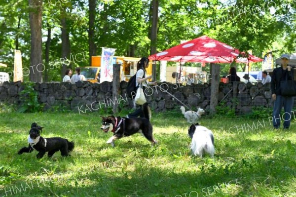 広々としたドッグランの中を駆け回る犬（２８日午前１０時４５分ごろ。芽室町内の新嵐山スカイパークで。金野和彦撮影）