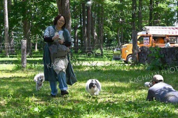 広々としたドッグランの中を駆け回る犬（２８日午前１０時４０分ごろ。芽室町内の新嵐山スカイパークで。金野和彦撮影）