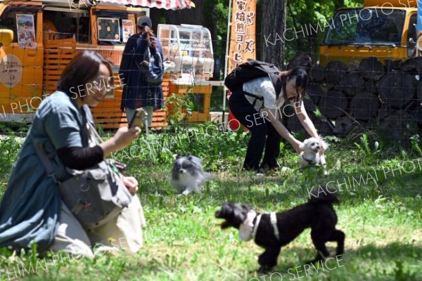 広々としたドッグランの中を駆け回る犬（２８日午前１０時４０分ごろ。芽室町内の新嵐山スカイパークで。金野和彦撮影）