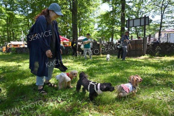広々としたドッグランの中を駆け回る犬（２８日午前１０時半ごろ。芽室町内の新嵐山スカイパークで。金野和彦撮影）