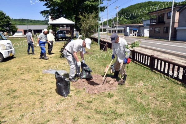 強い日差しの中、会員１１人が桜の植樹に汗を流した
