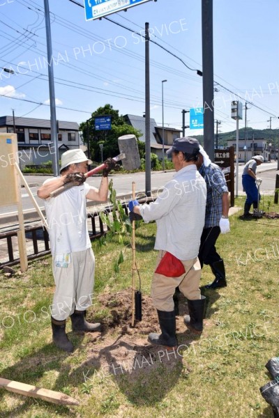 強い日差しの中、会員１１人が桜の植樹に汗を流した
