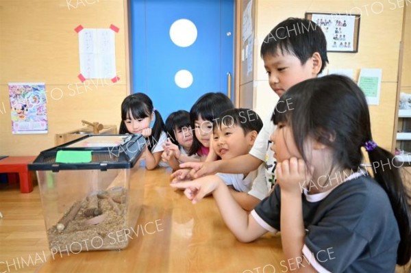 カブトムシに愛情を注ぐ子どもたち