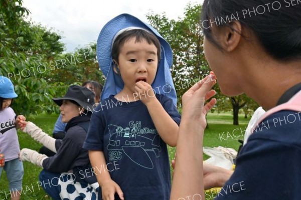 サクランボを?張る富士保育所の子ども