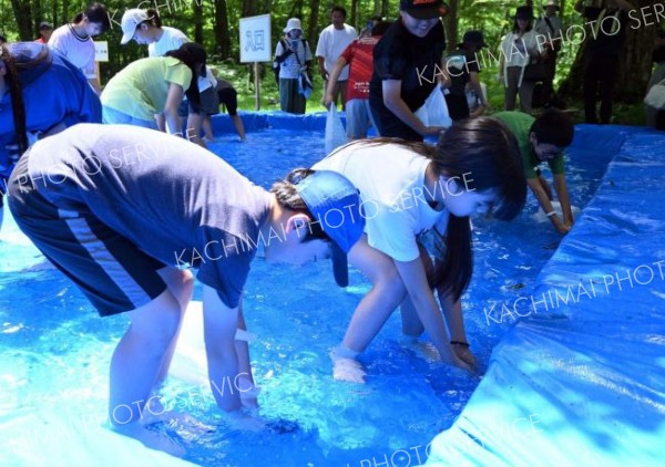 魚追いかけつかみ取り　やまべ放流祭にぎわう