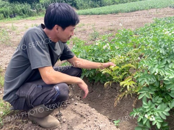作物の葉が枯れ、牛は乳量減　続く暑さで管内農業に影響