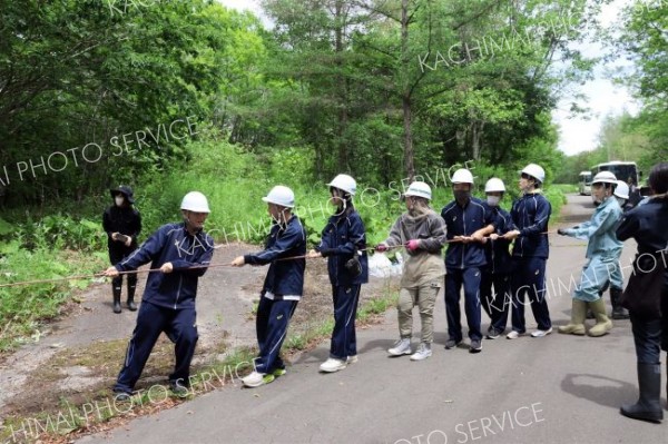 白樺樹皮を採取　池田高生 3
