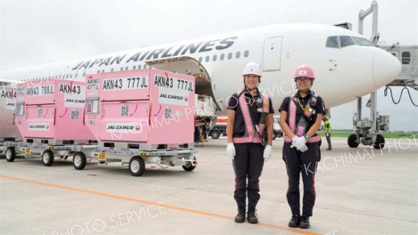 ＪＡＬ、とかち帯広空港で乳がん啓発　地方空港初のピンクコンテナ輸送