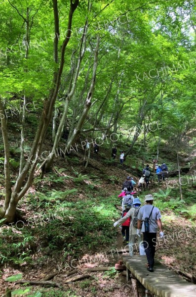元気よく登山道を駆け上がり、夏山の森林浴を満喫した