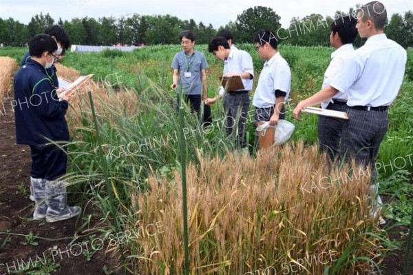 小麦「ちくだい１号」理解深める　更別農業高が帯畜大と共同学習