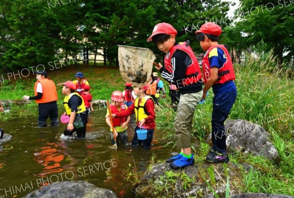 「発祥の地公園」の水辺に生息する魚などを捕獲して観察する子どもたち（金野和彦撮影）