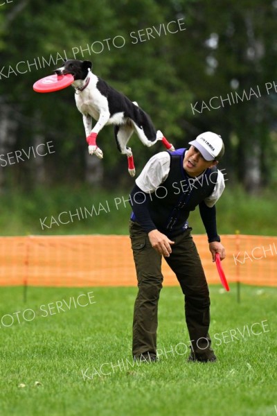 空中でディスクをキャッチする競技犬（須貝拓也撮影）