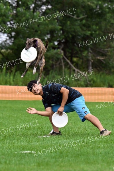 空中でディスクをキャッチする競技犬（須貝拓也撮影）