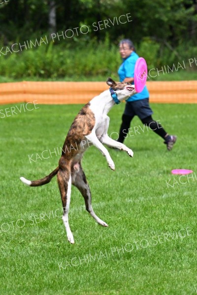 空中でディスクをキャッチする競技犬（須貝拓也撮影）