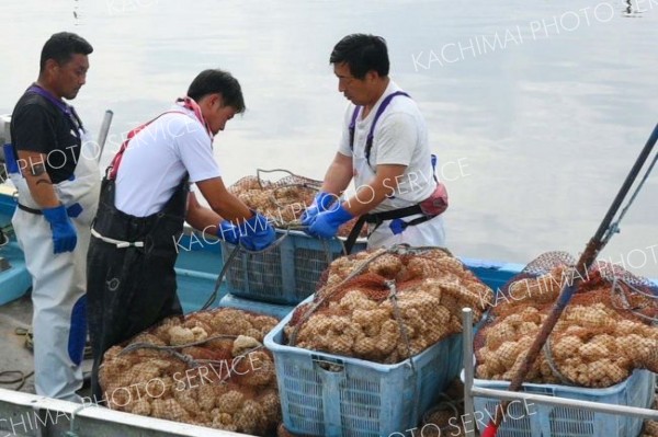資源量増と漁獲量確保に向け、エゾバイツブの卵塊の放流　広尾漁協