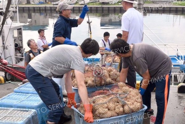 網に入れられ、広尾沖に放流されたエゾバイツブの卵塊（１４日午前８時２０分ごろ、十勝港の漁港エリア）