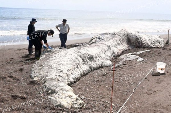 浦幌直別に漂着のクジラ　ＮＰＯが解剖
