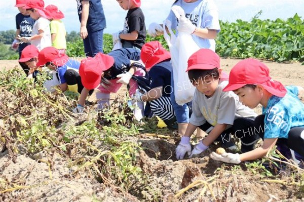 幼保園のちびっ子がイモ掘り遠足　清水
