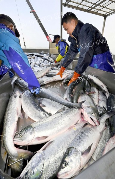 初水揚げされた秋サケをより分ける漁業者（４日午前６時半ごろ、豊頃町大津港で。塩原真撮影）