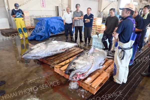 本マグロ今年も水揚げ　２００キロが２本　広尾漁協