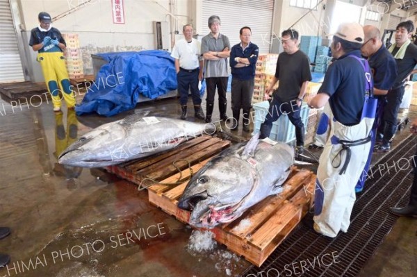 水揚げされた本マグロ（８日午前９時すぎ、広尾漁協）