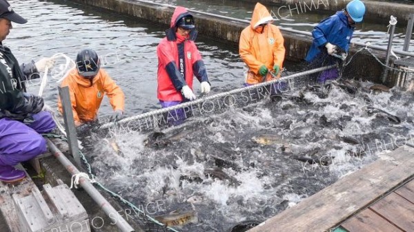 いけすの雌サケを寄せる職員ら（１０日午前７時３５分ごろ、広尾川ふ化場）