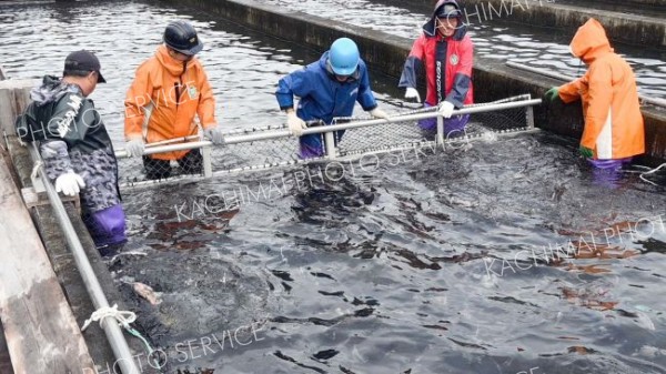 いけすの雌サケを寄せる職員ら（１０日午前７時３５分ごろ、広尾川ふ化場）