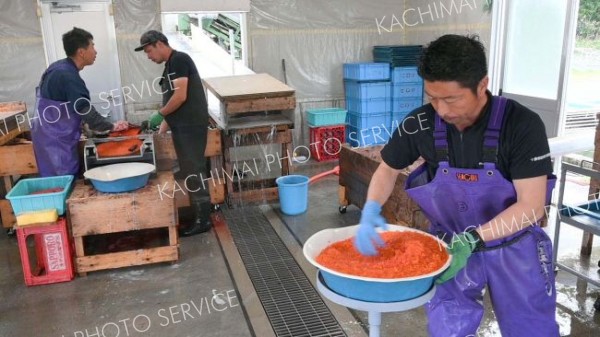 手際良く授精作業を進める職員ら（１０日午前７時４５分ごろ、広尾川ふ化場）