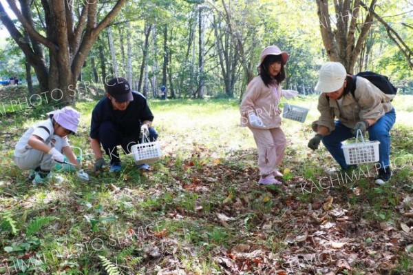 かごを手に持ち、キノコを採取する参加者ら